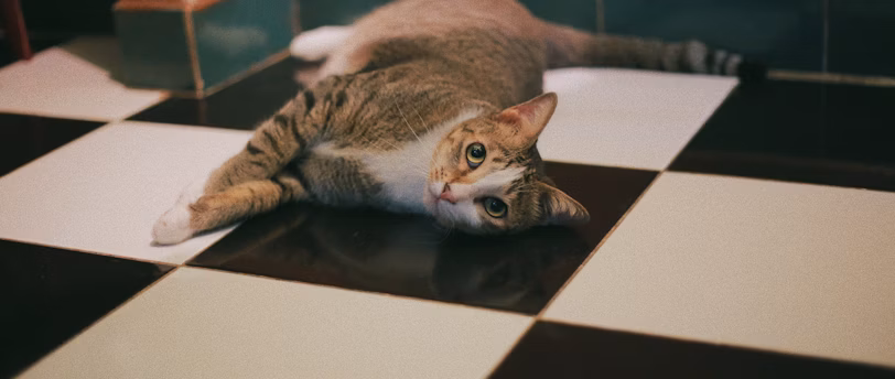 gray tabby cat lying on floor