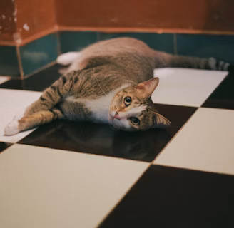 gray tabby cat lying on floor