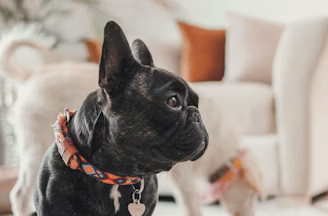 a small black dog standing on a white rug