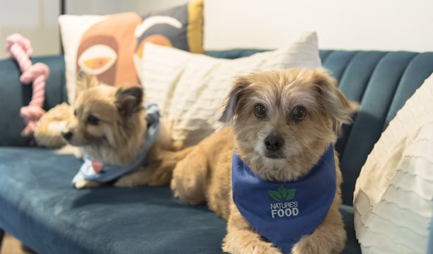 a couple of dogs on a couch