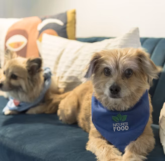 a couple of dogs on a couch
